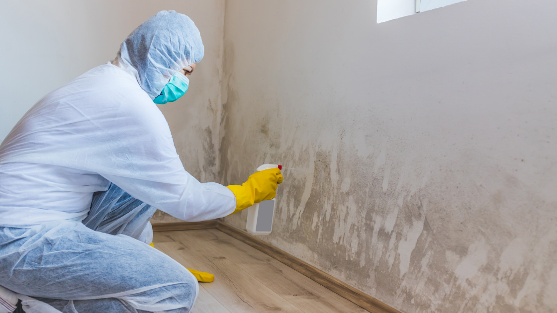 The Mold Removal Process
